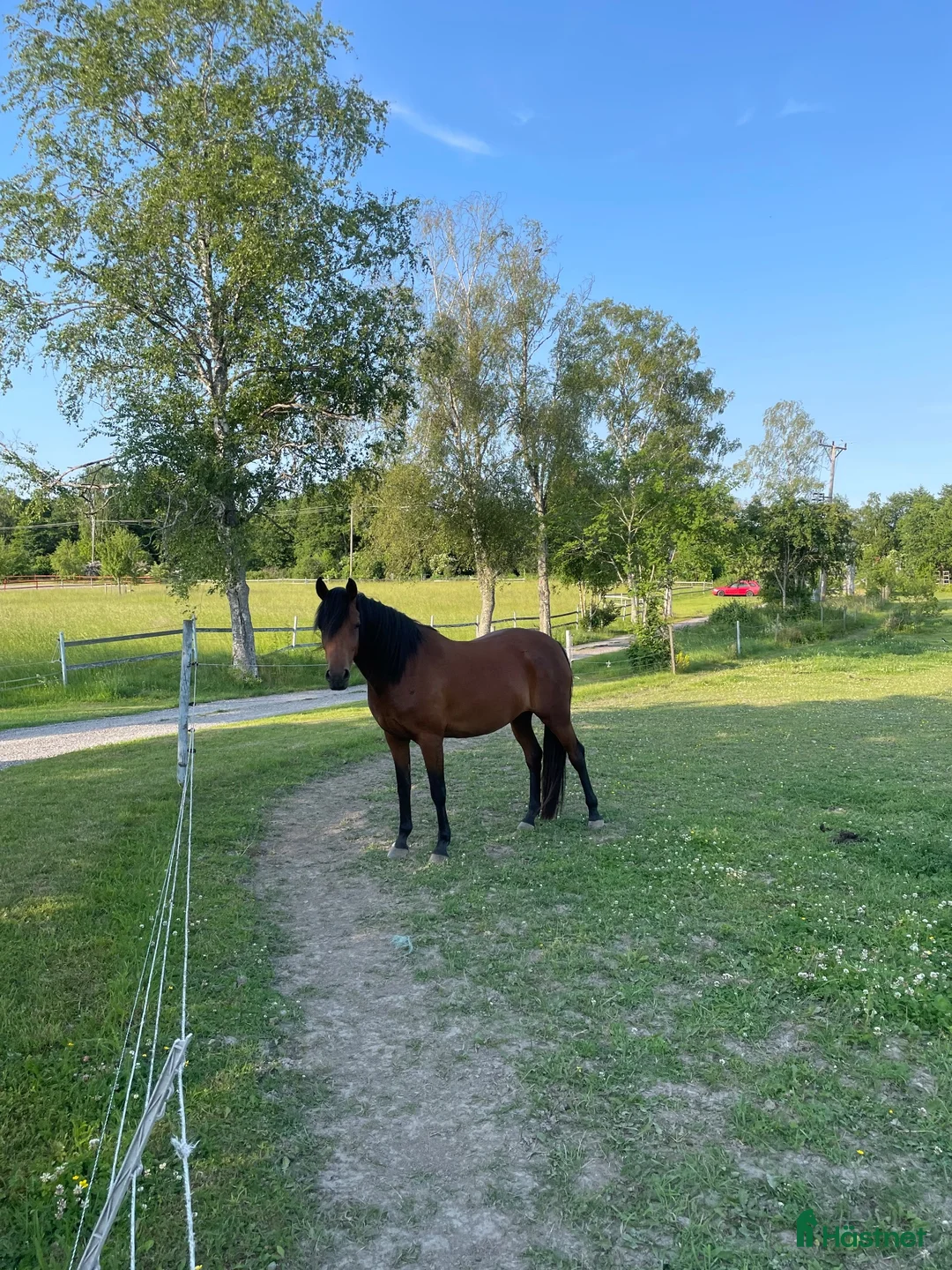 Allround hästar till salu: Trevlig o trygg 3-åring - Annons 2