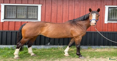  hästar i Simlångsdalen - Annons 13