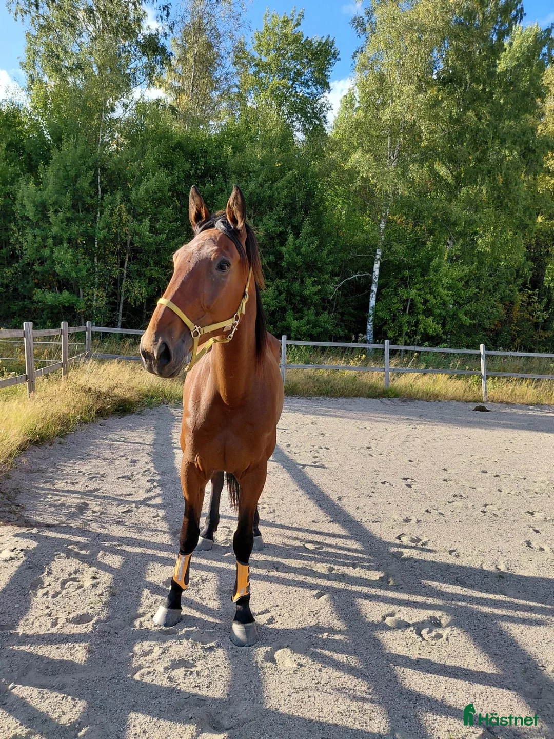 Allround hästar till salu: Snäll travare - Annons 1