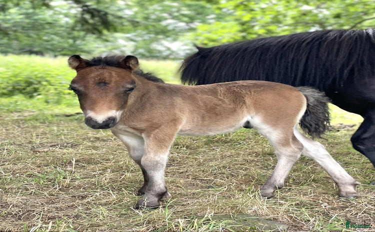  hästar i Vollsjö - Annons 4