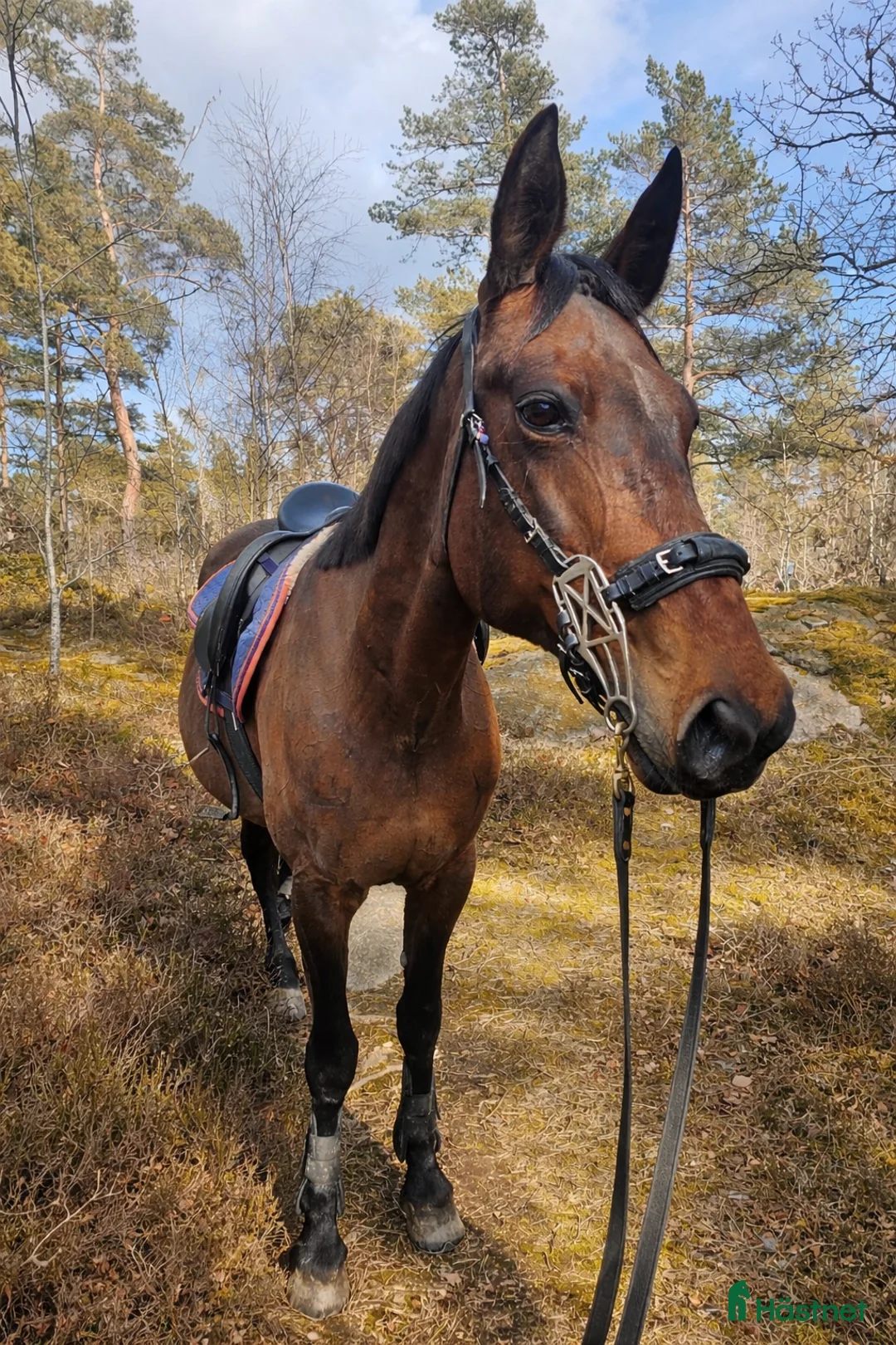 Allround hästar till salu: Ridtravara  - Annons 2