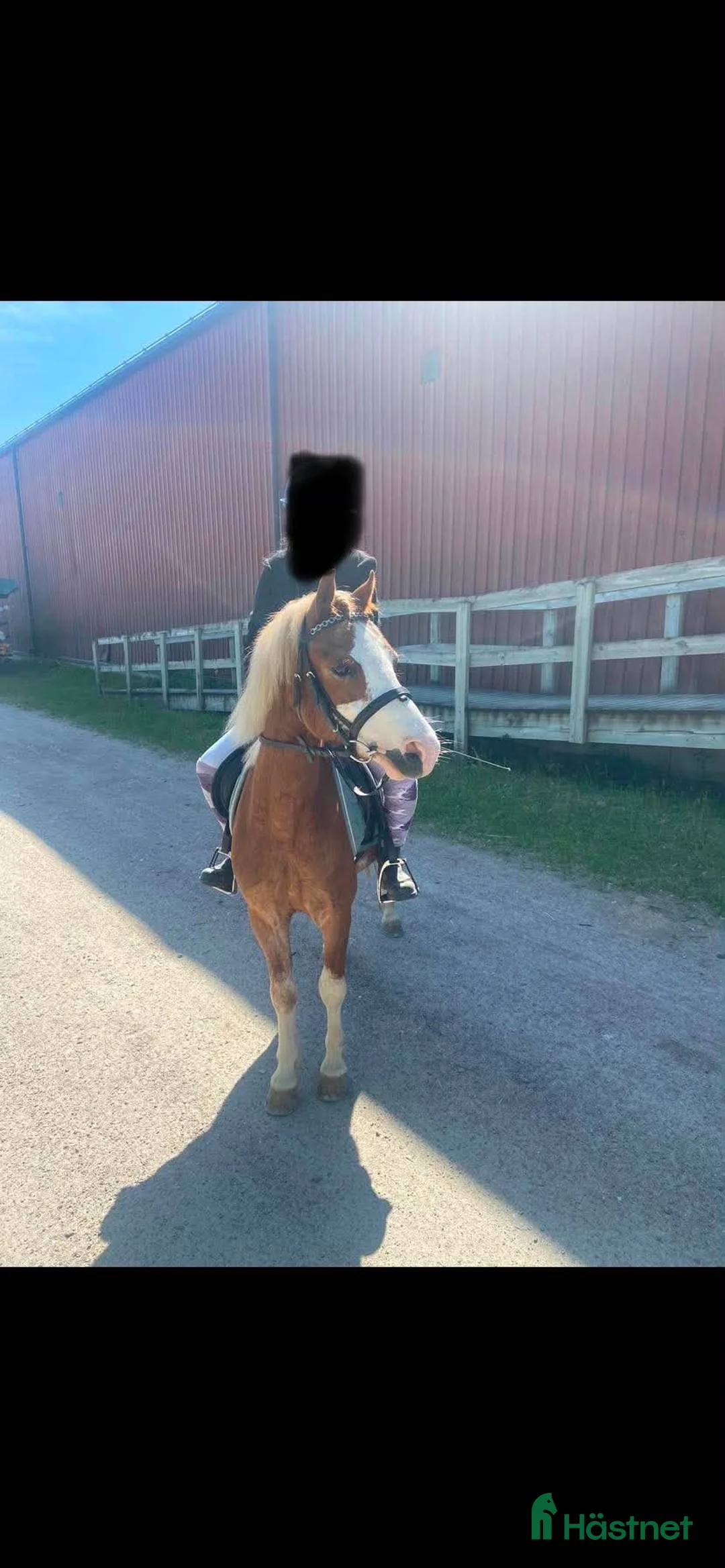 Allround hästar till salu: Charmig B-ponny söker rätt hem - Annons 2