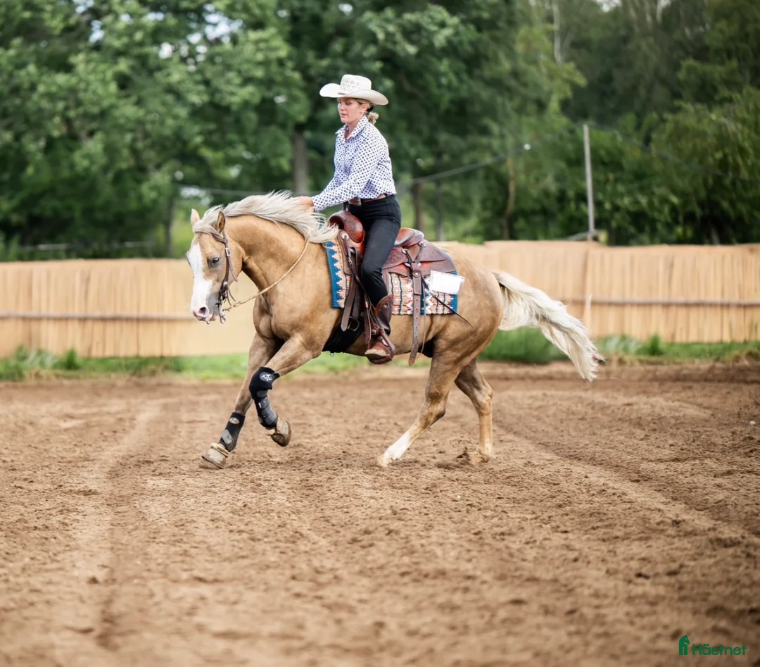 Western hästar till salu: Superfin läromästare reining! i Tidaholm - Annons 1