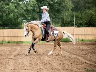 hästar Superfin läromästare reining! i Tidaholm - Annons 1