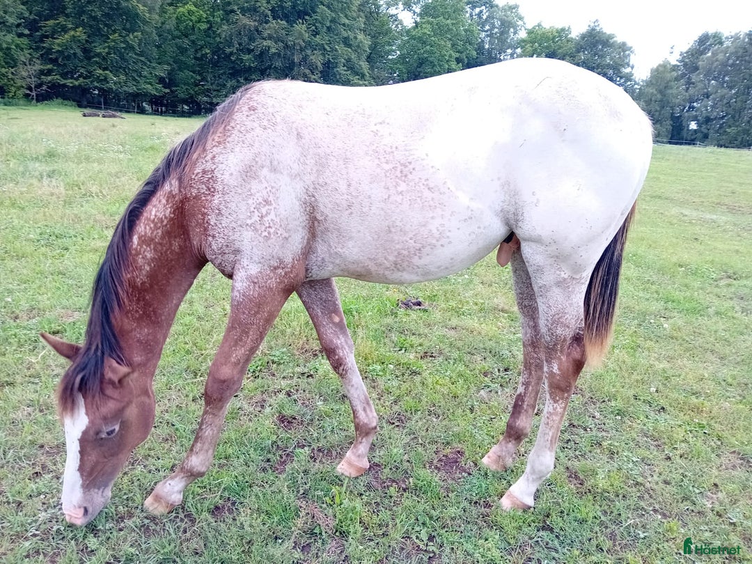 Western hästar till salu: Appaloosa Colt i Sösdala - Bild 12