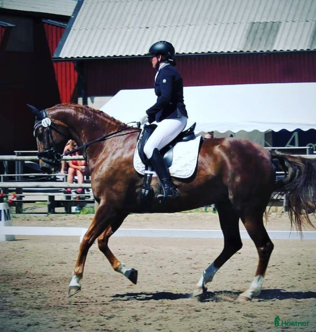  foderhäst Fodervärd till 2 ston avel/ridning  i Årsunda - Annons 3