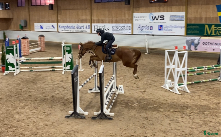  hästservice i Norrköping - Annons 16