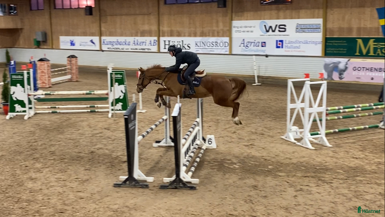 hästservice i Norrköping - Annons 16