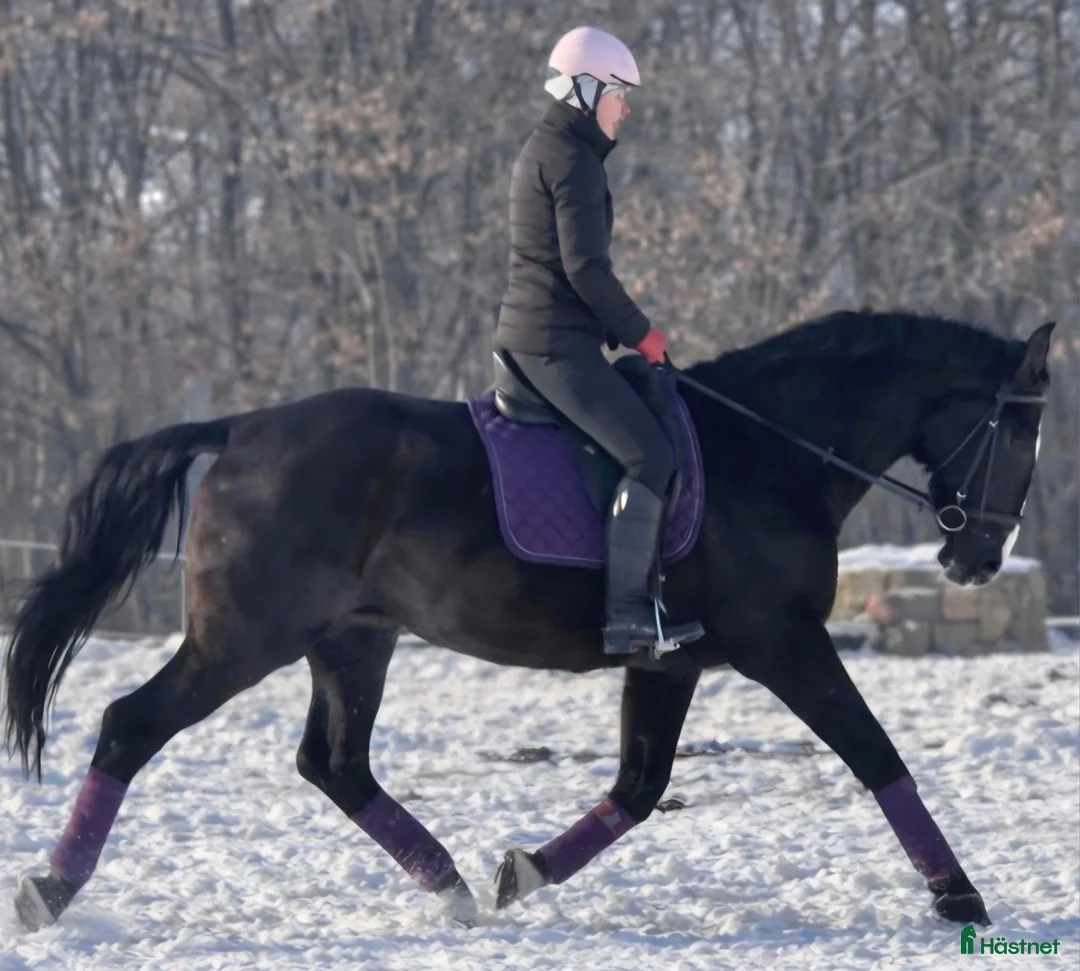 Allround hästar till salu: New Fantastic Silesian - perfect mover - Annons 4