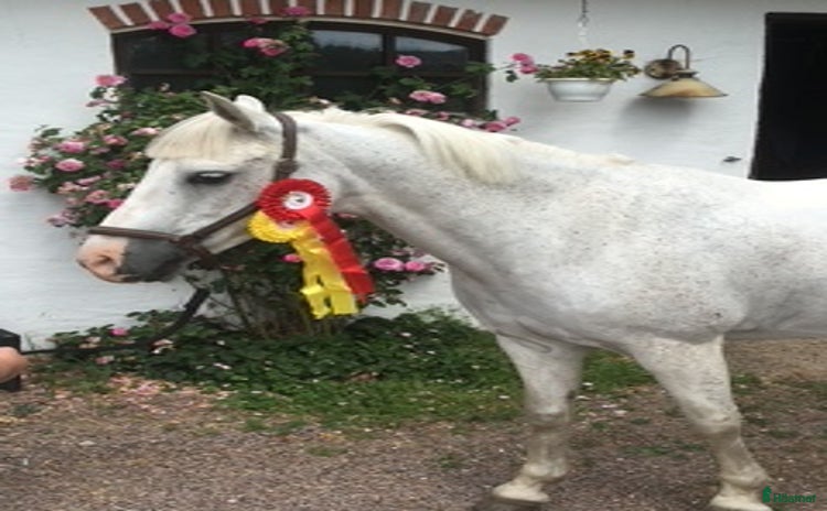  hästar Avelssto/sällskapsponny i Klippan - Annons 3