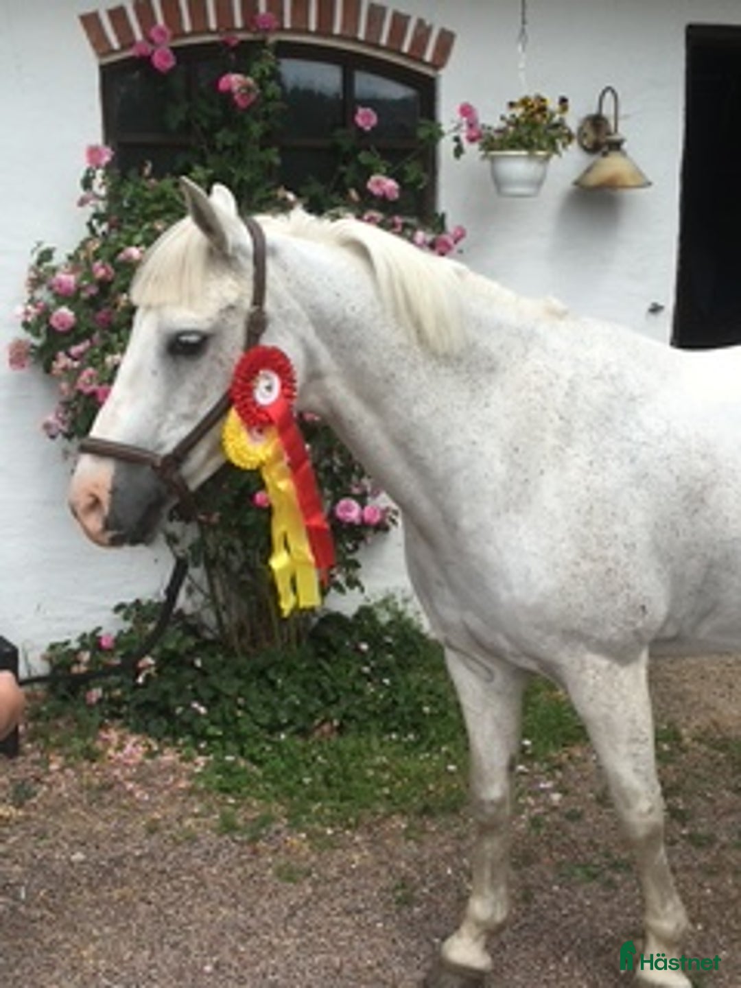 Avelshästar hästar till salu: Avelssto/sällskapsponny i Klippan - Annons 1