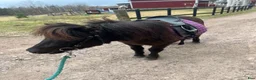 Allround hästar till salu: Mysig 2-års hingst - Annons 2