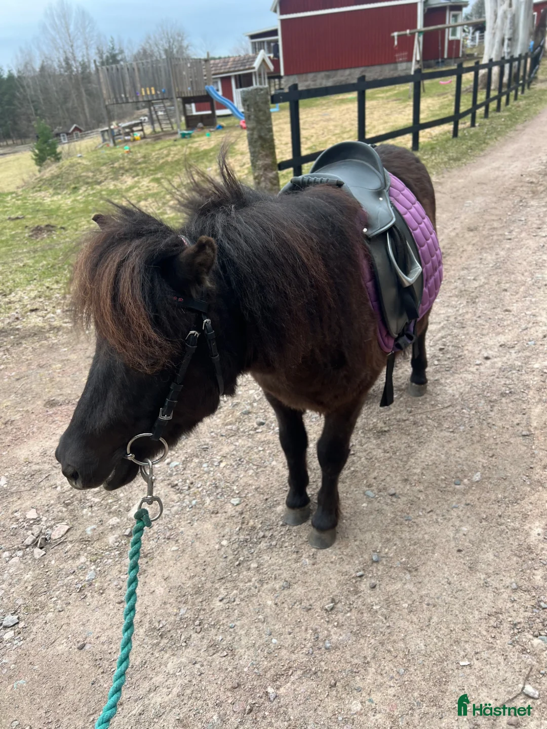 Allround hästar till salu: Mysig 2-års hingst - Annons 2