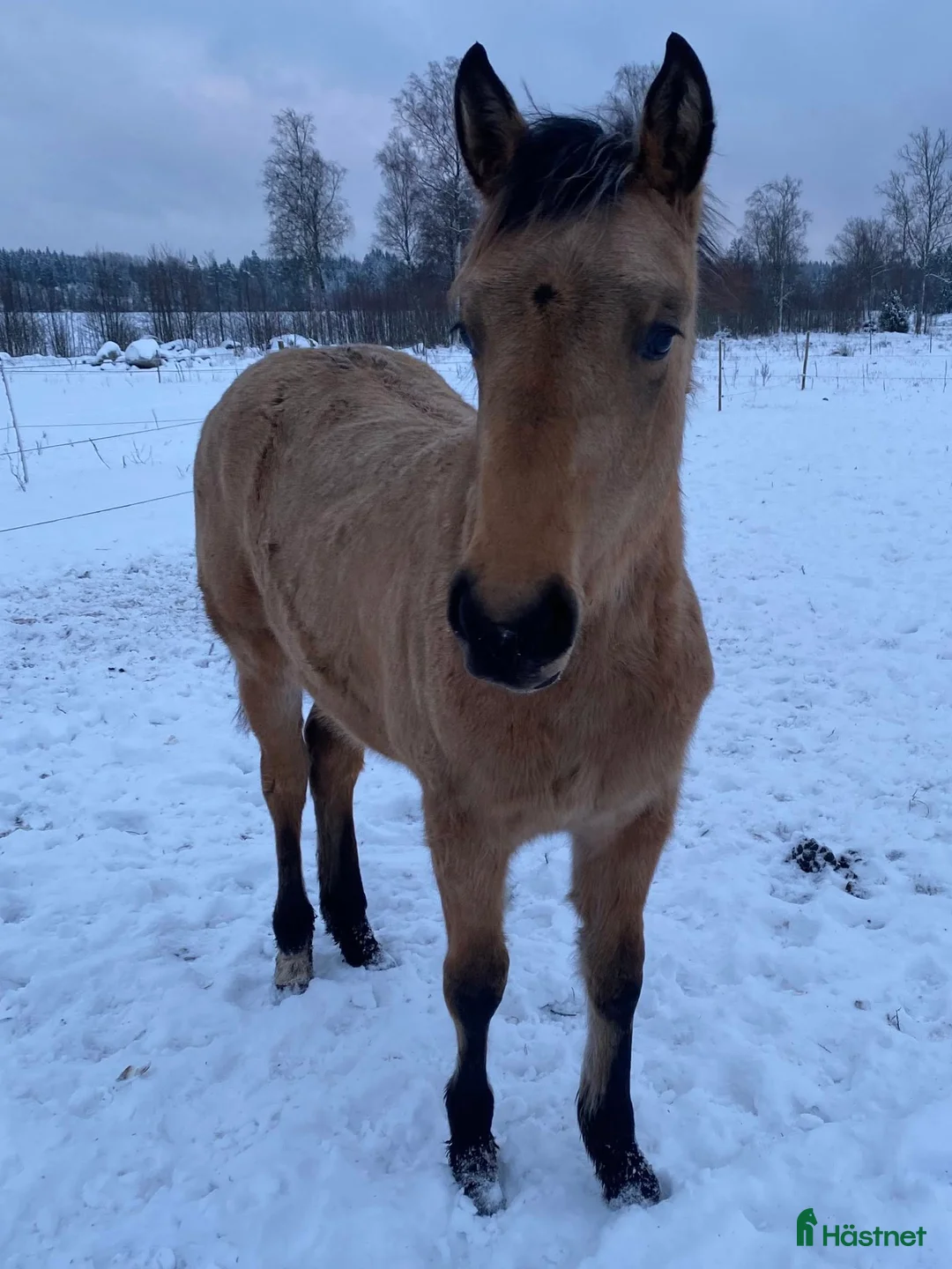 Western hästar till salu: DC Slidin On Sparks i Sävsjö - Annons 2