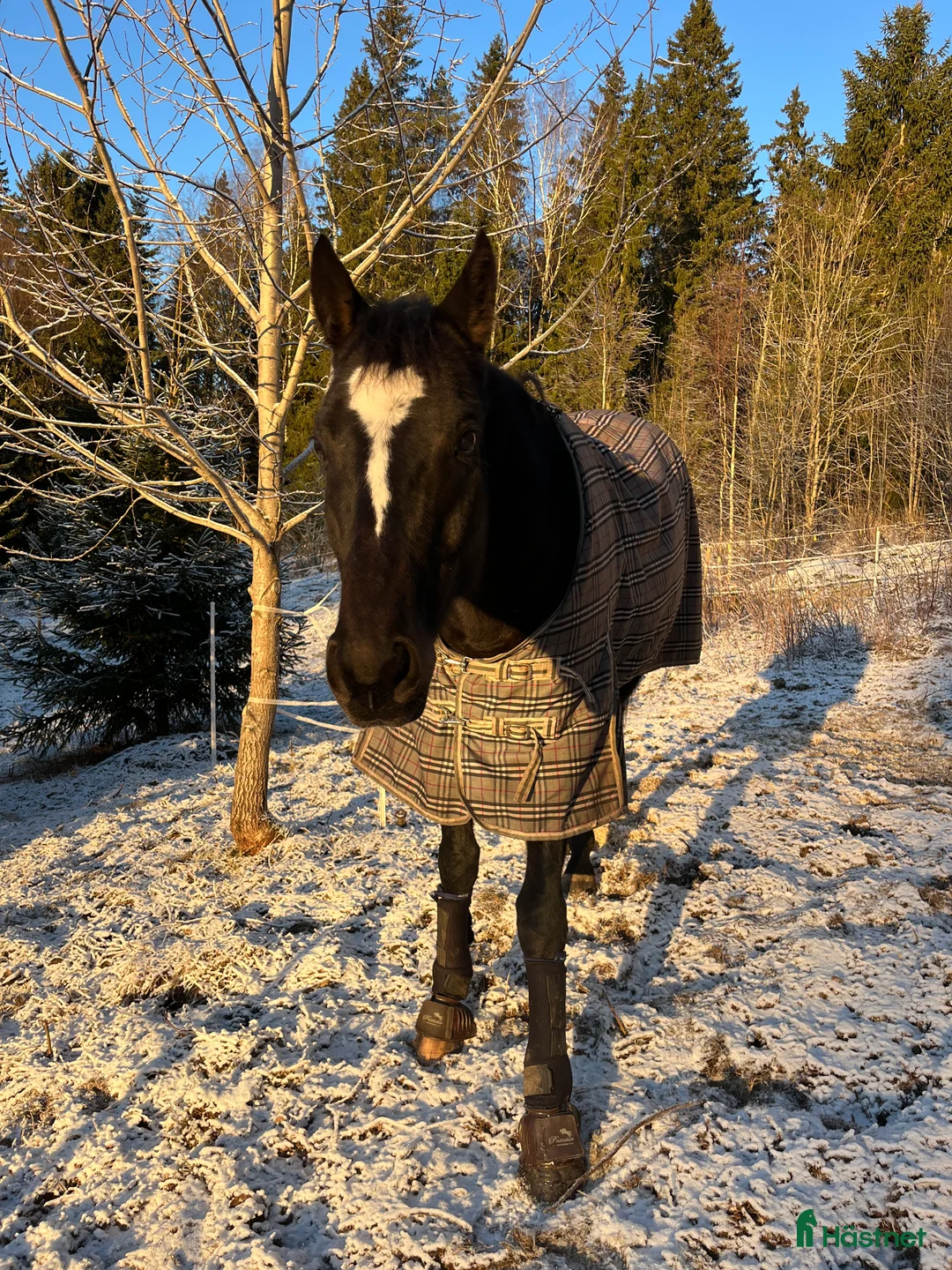 Allround hästar till salu: Super fin häst söker nytt hem i Nordmarkshyttan - Annons 2