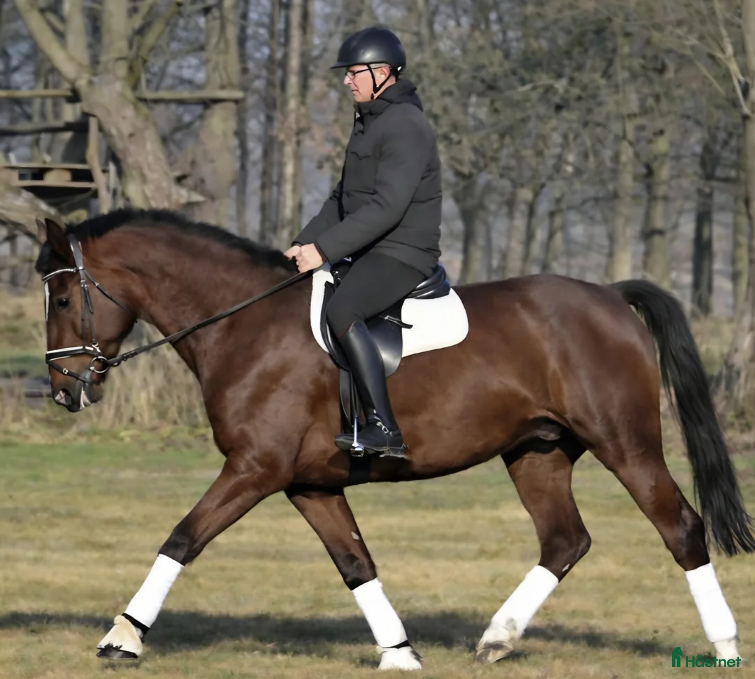 Allround hästar till salu: Positive dressage and driving Allrounder - Annons 4