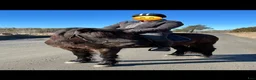 Island hästar till salu: Fint islandssto till salu  - Annons 2