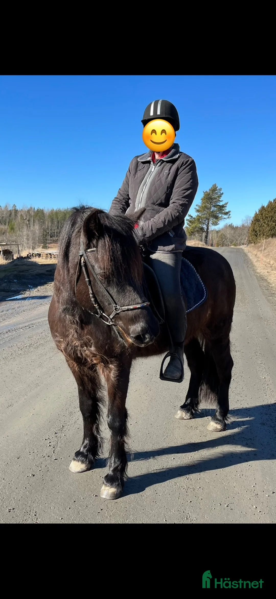 Island hästar till salu: Fint islandssto till salu  - Annons 2
