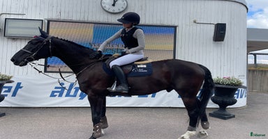  hästar i Mariestad - Annons 12