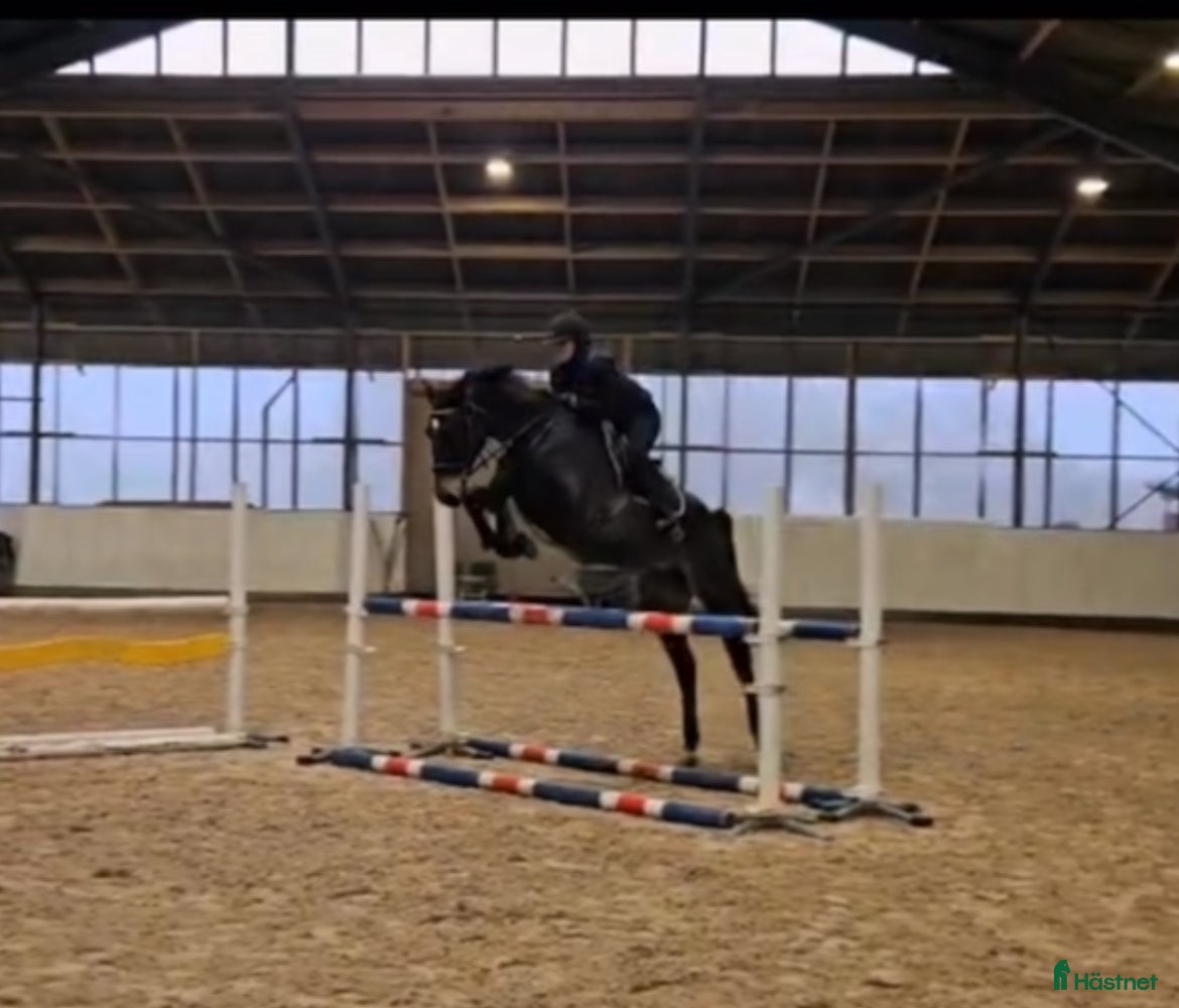  foderhäst Samarbete sökes  - Annons 7