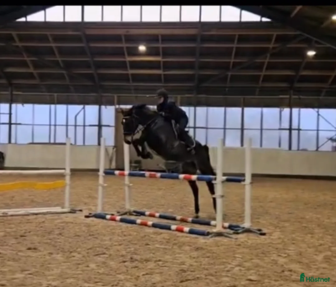  foderhäst sökes: Samarbete sökes  i Genarp - Annons 1