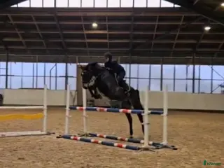 foderhäst Samarbete sökes - Annons 7