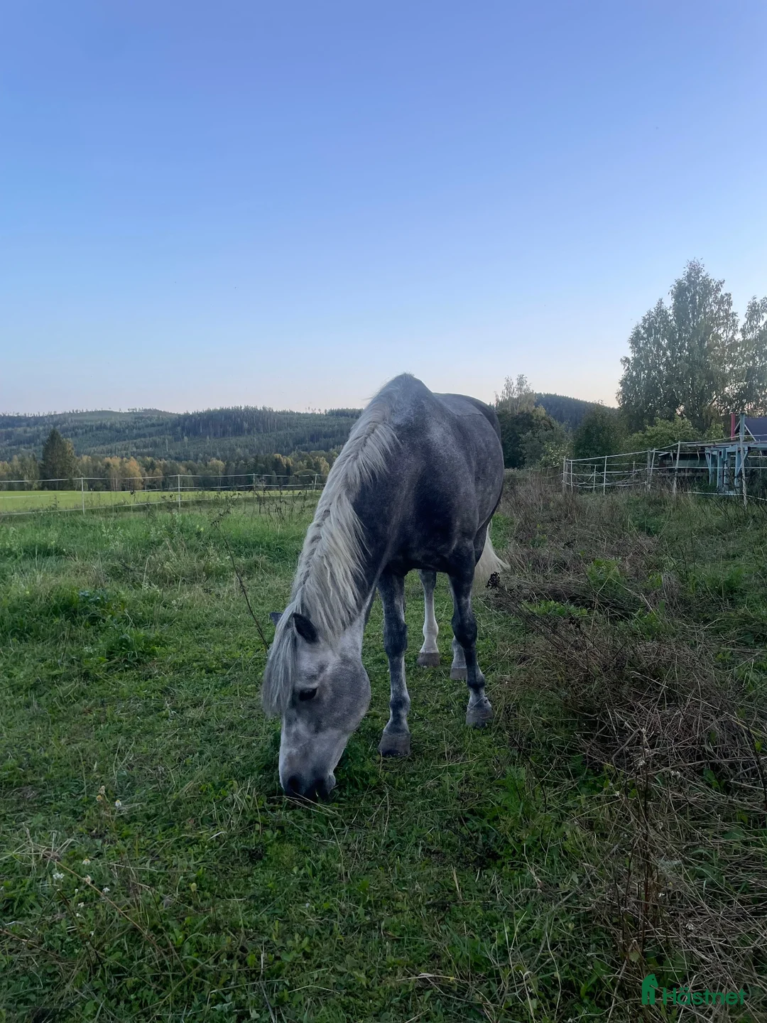 Allround hästar till salu: Ponny som sticker ut! - Annons 6