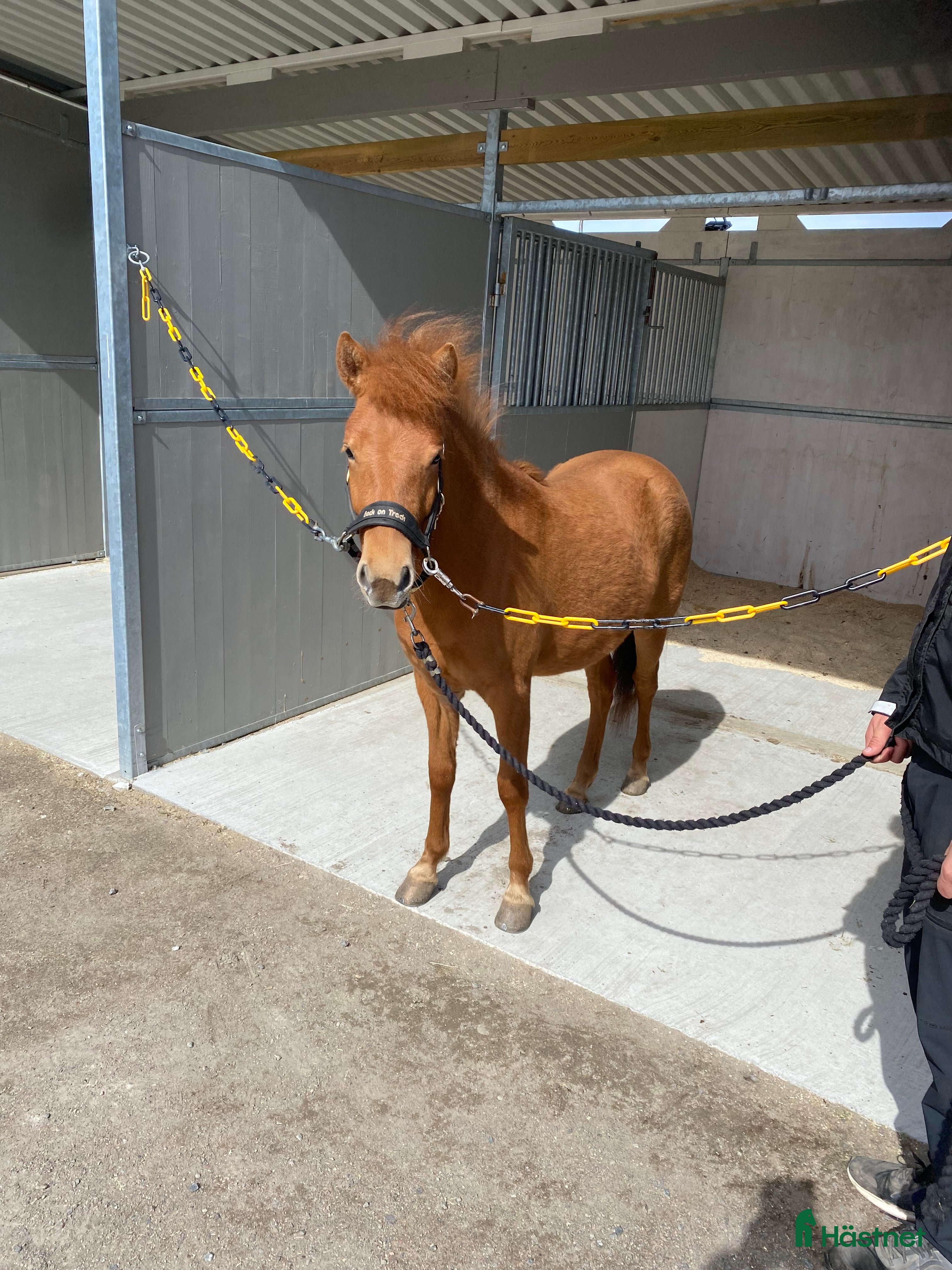  hästar Inkörd 2 åring med bra stam - Annons 15