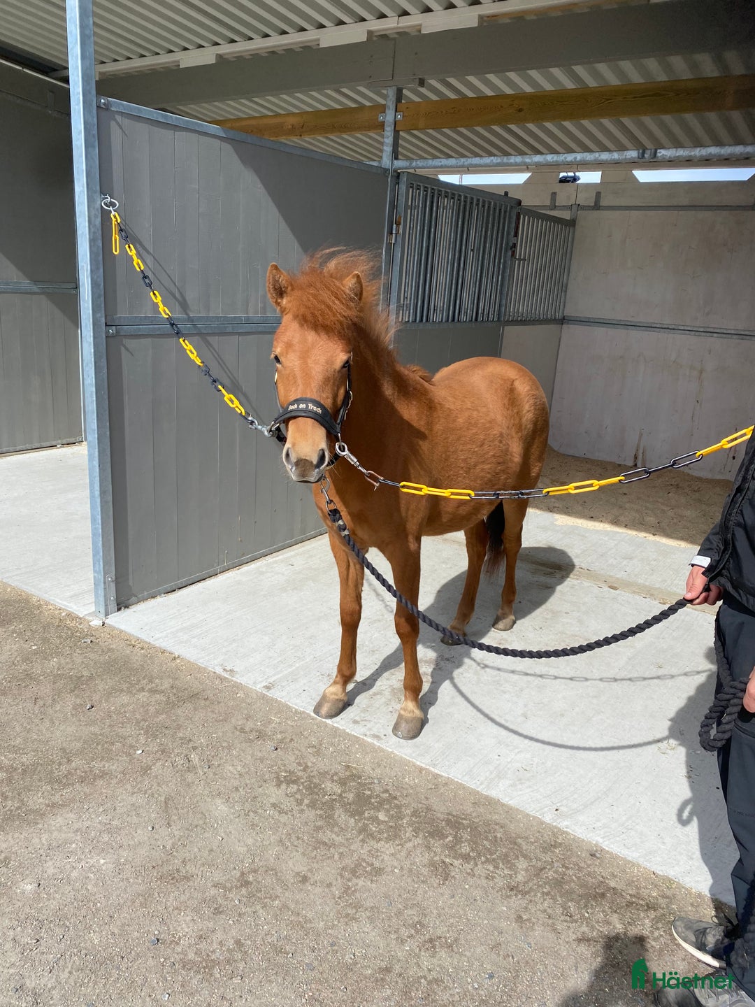 Trav hästar till salu: Inkörd 2 åring med bra stam i Onsala - Annons 1