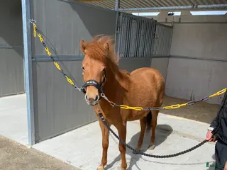 hästar Inkörd 2 åring med bra stam - Annons 6