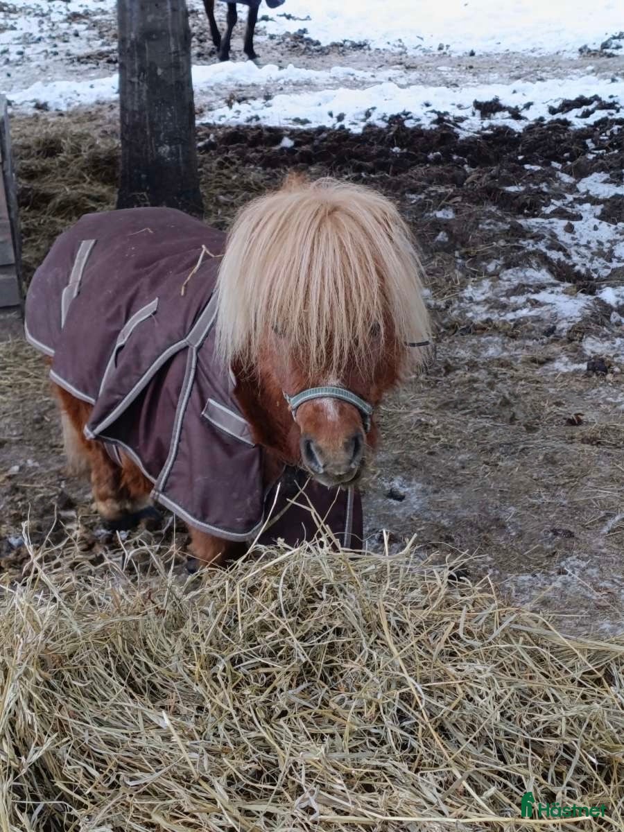  hästar Shettis! - Annons 4