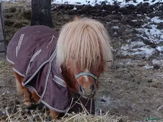 hästar Shettis! - Annons 4