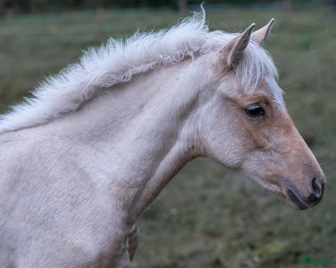 Dressyr hästar till salu: Vackert stoföl  i Braås - Annons 5