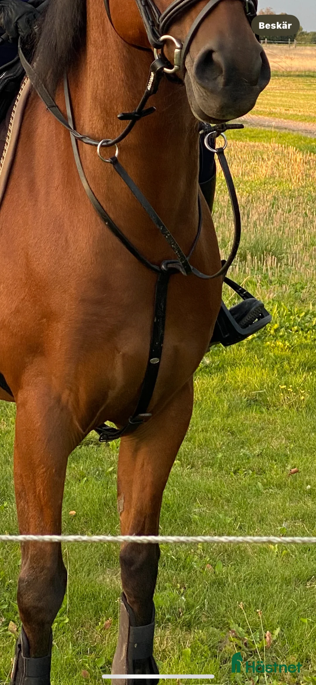 Övrig Hästutrustning hästutrustning till salu: Hästsaker till salu i Trelleborg - Annons 1