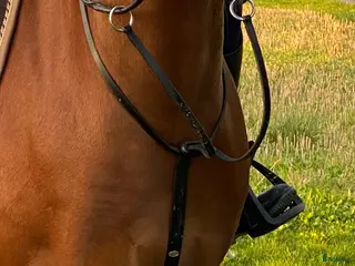 Övrig Hästutrustning hästutrustning Hästsaker till salu - Annons 4