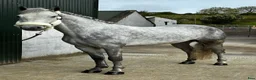 Allround hästar till salu: Selection of Connemara ponies  - Annons 12