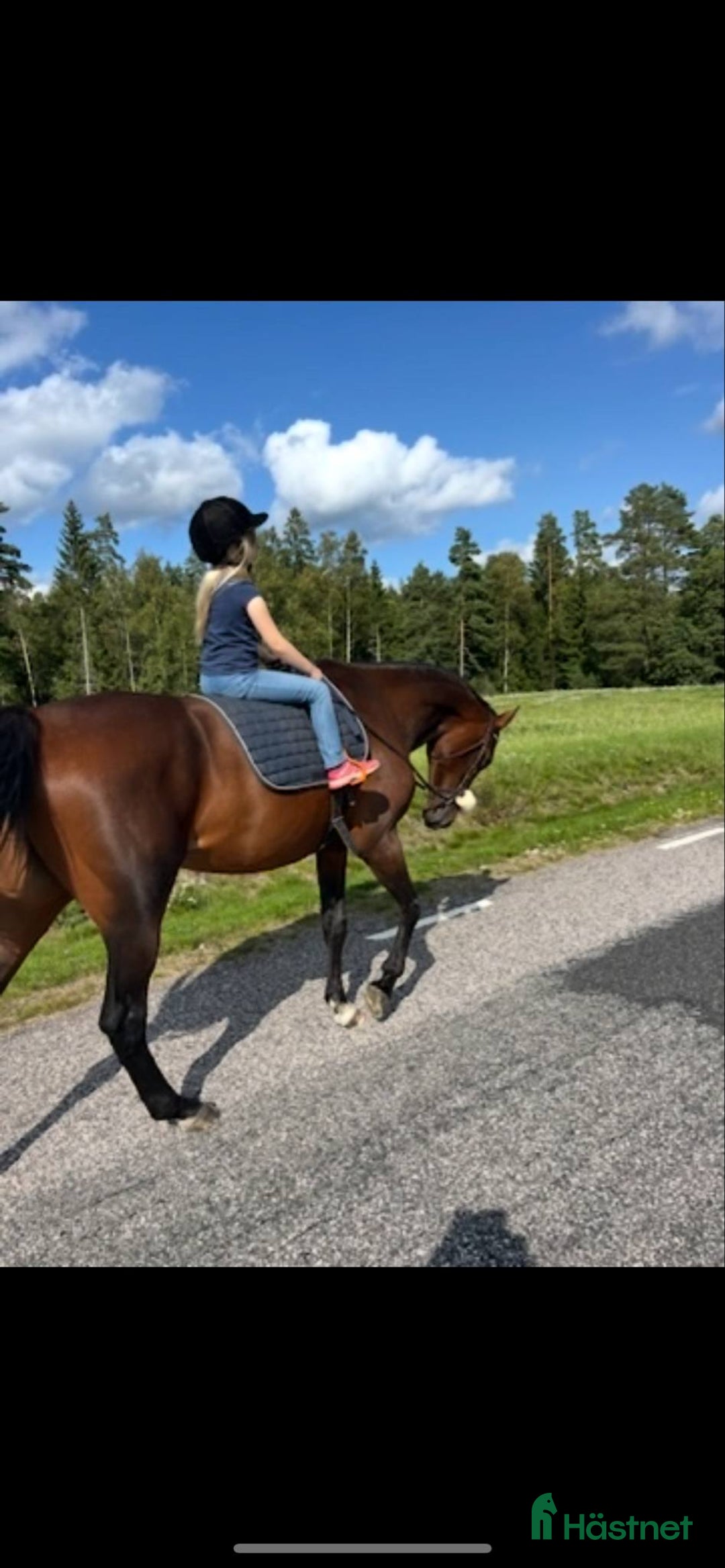 Sällskap hästar till salu: Sällskap/ skogsmulle  i Gnosjö - Bild 2