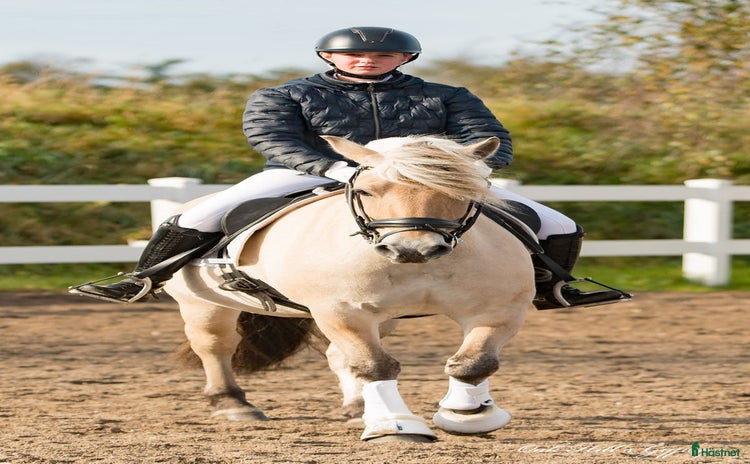  hästar i Møldrup Municipality - Annons 14
