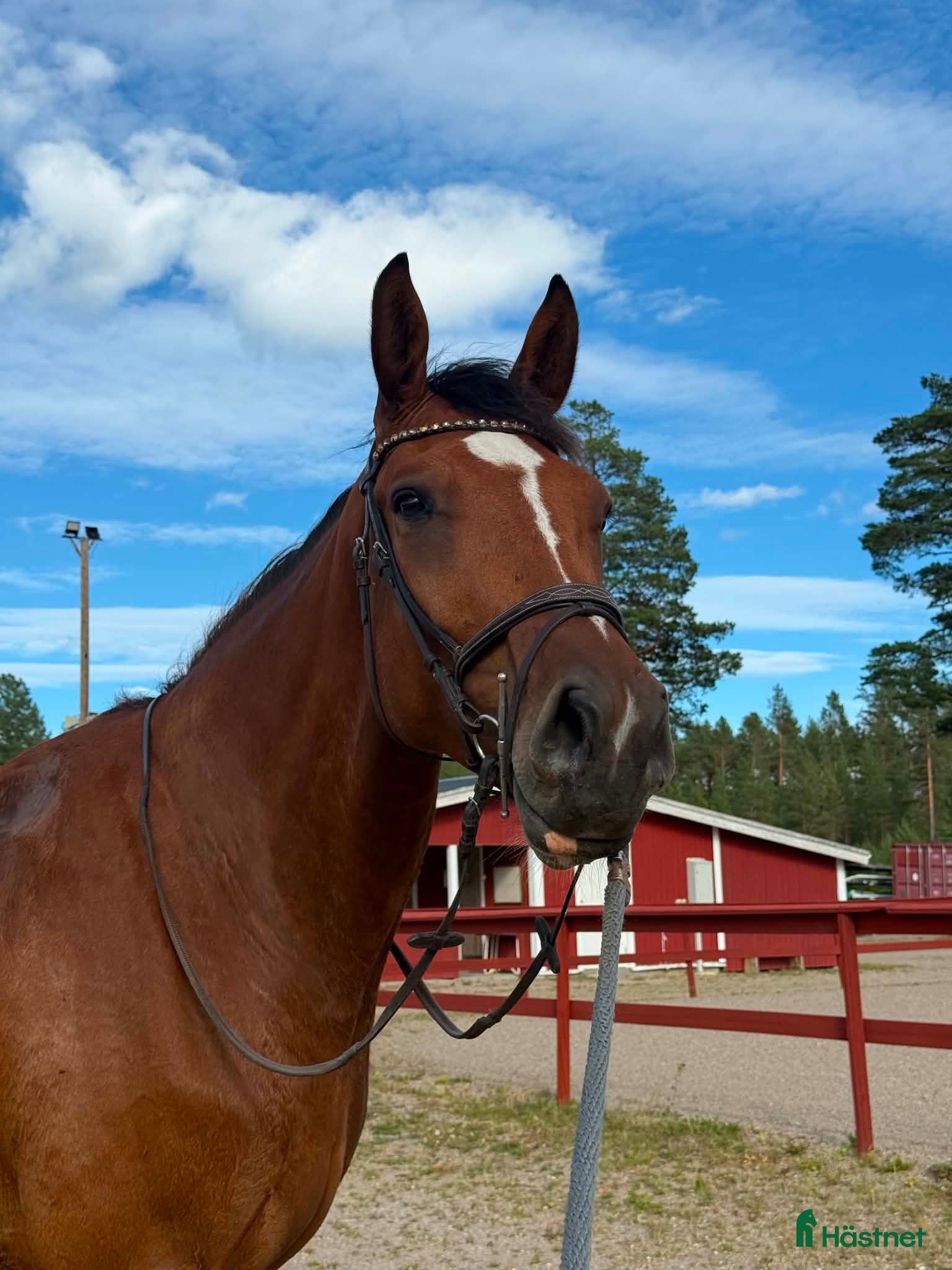  hästar Fin Fyraåring  - Annons 1