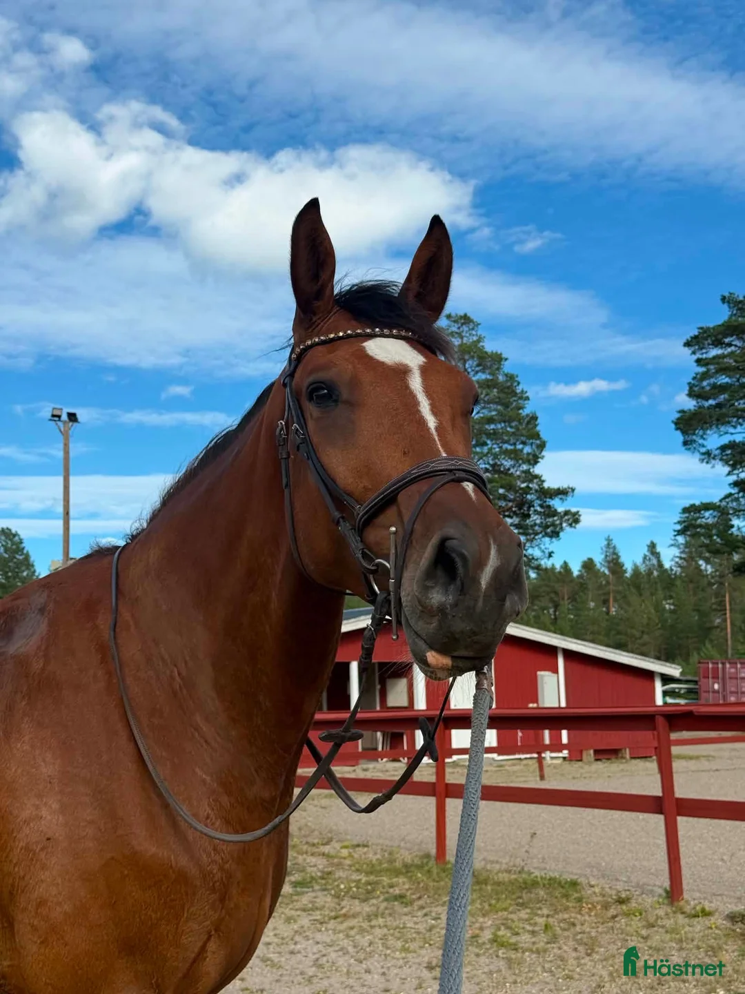 Hoppning hästar till salu: Fin Fyraåring  i Viksjöfors - Annons 1