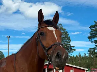 hästar Fin Fyraåring - Annons 1