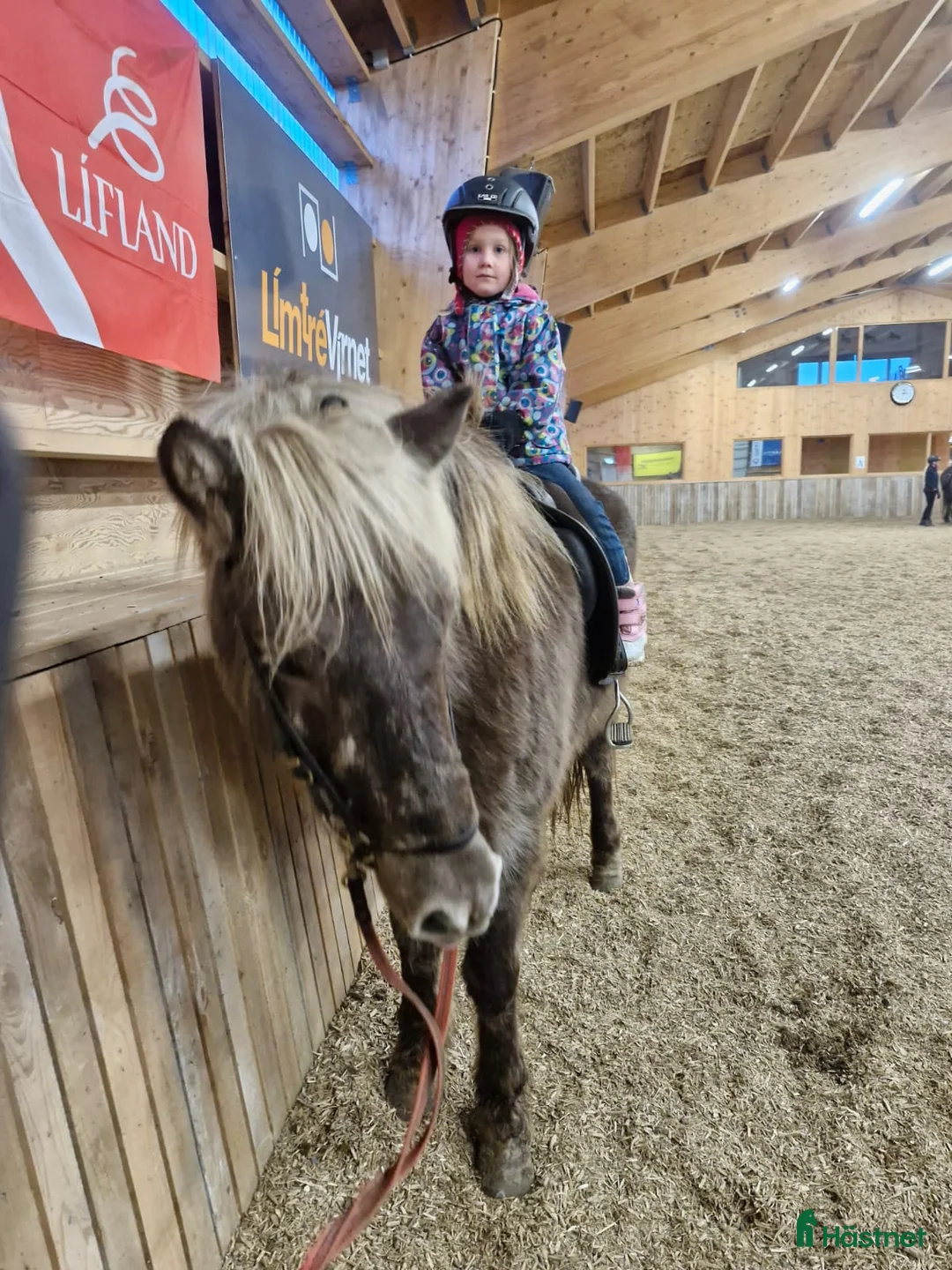 Island hästar till salu: Hästar till salu - Annons 1