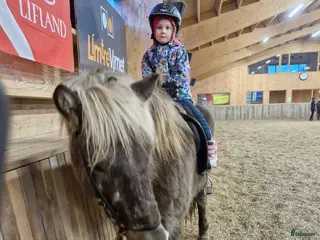 hästar Hästar till salu - Annons 1