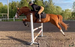 Dressyr hästar till salu: Stilig dressyr-/allroundvalack - Bild 3