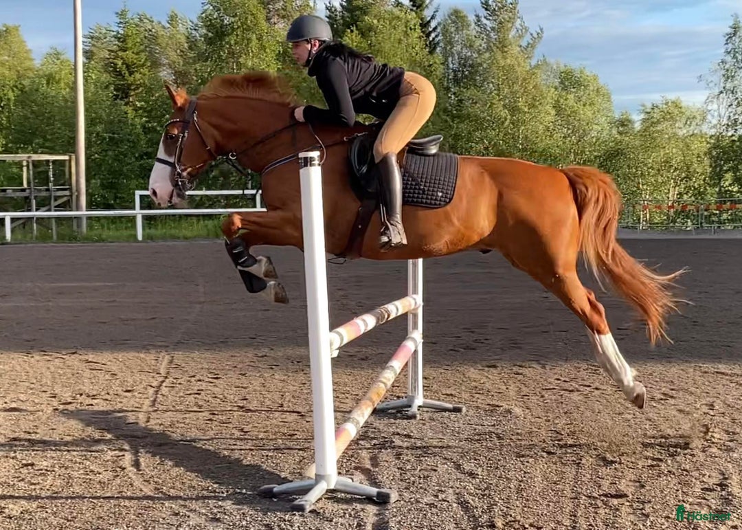 Dressyr hästar till salu: Stilig dressyr-/allroundvalack - Bild 3