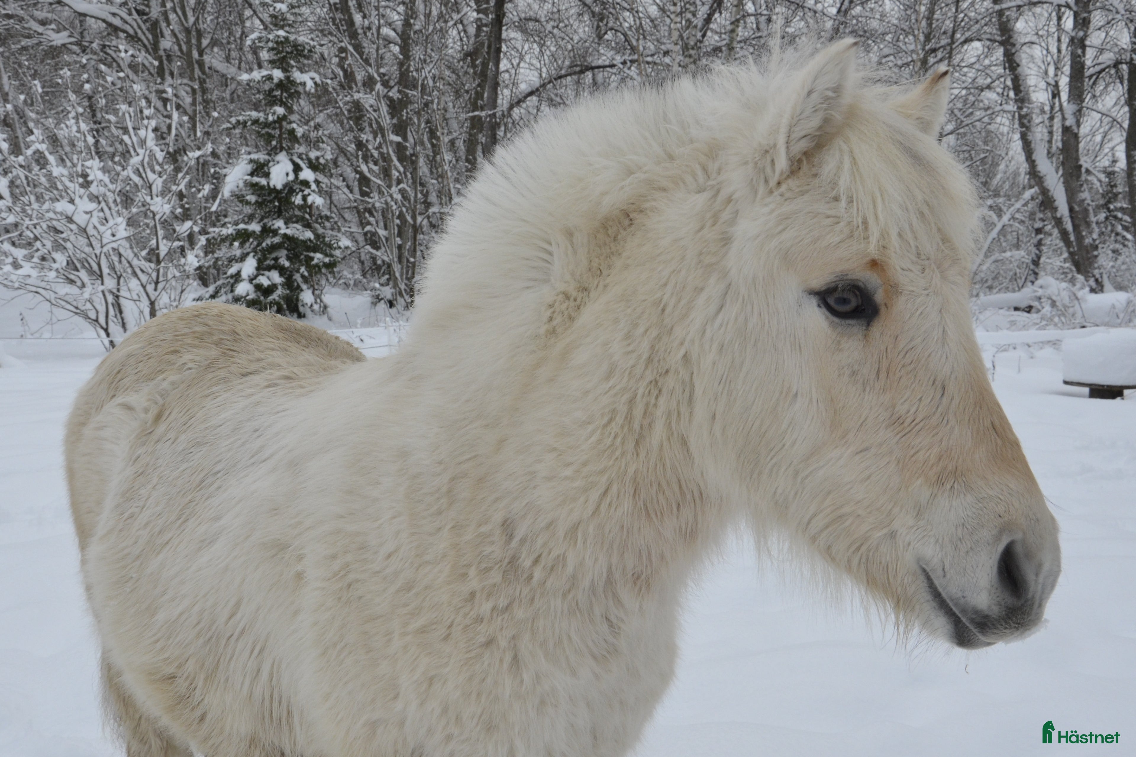  hästar vitblack åring - Annons 2