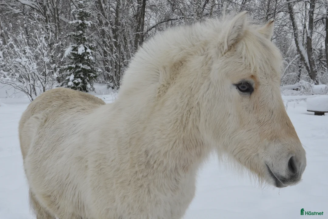 Allround hästar till salu: vitblack åring - Annons 1