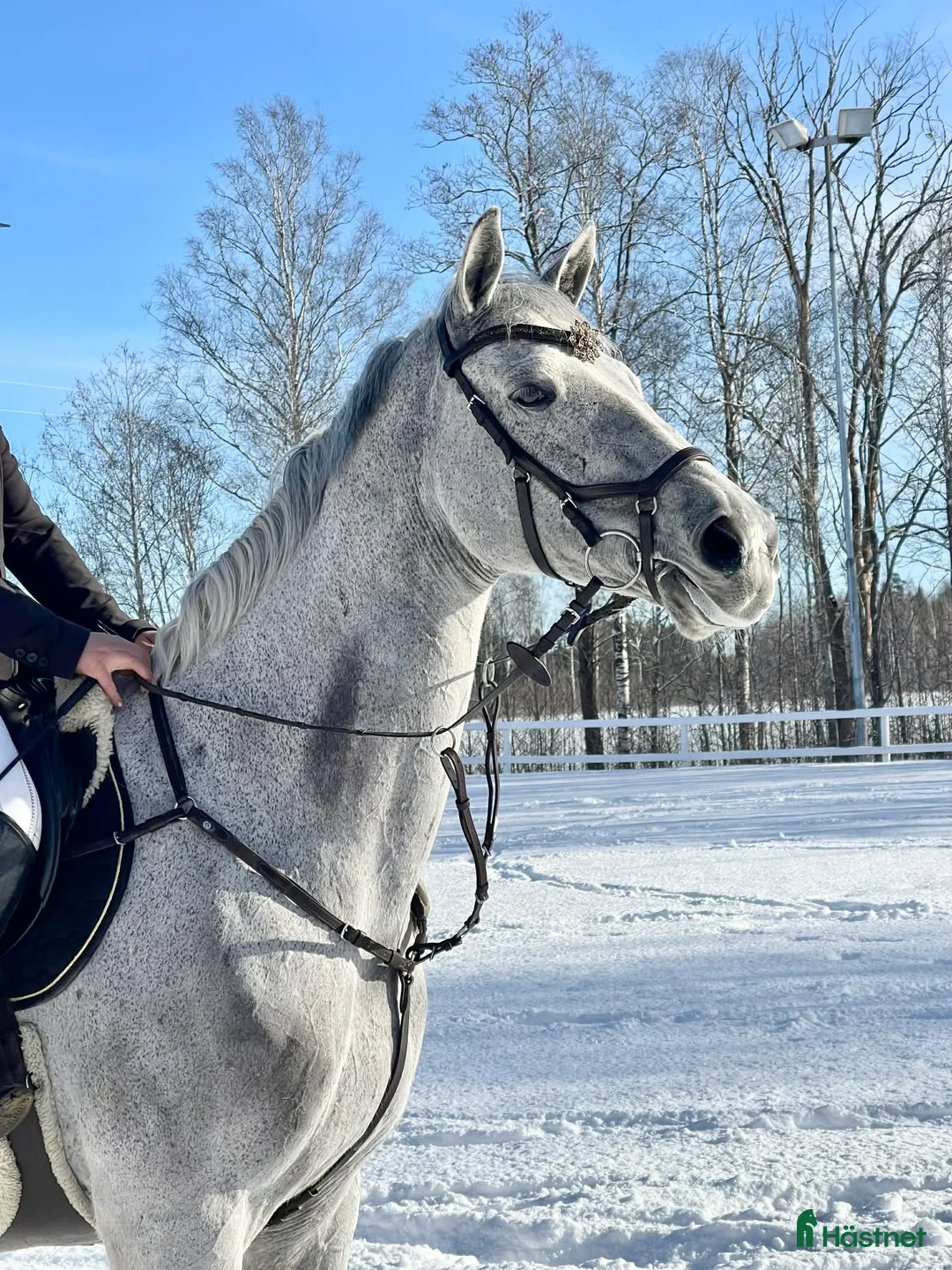 Allround hästar till salu: Fin hopphäst med bra gång FYND - Annons 10