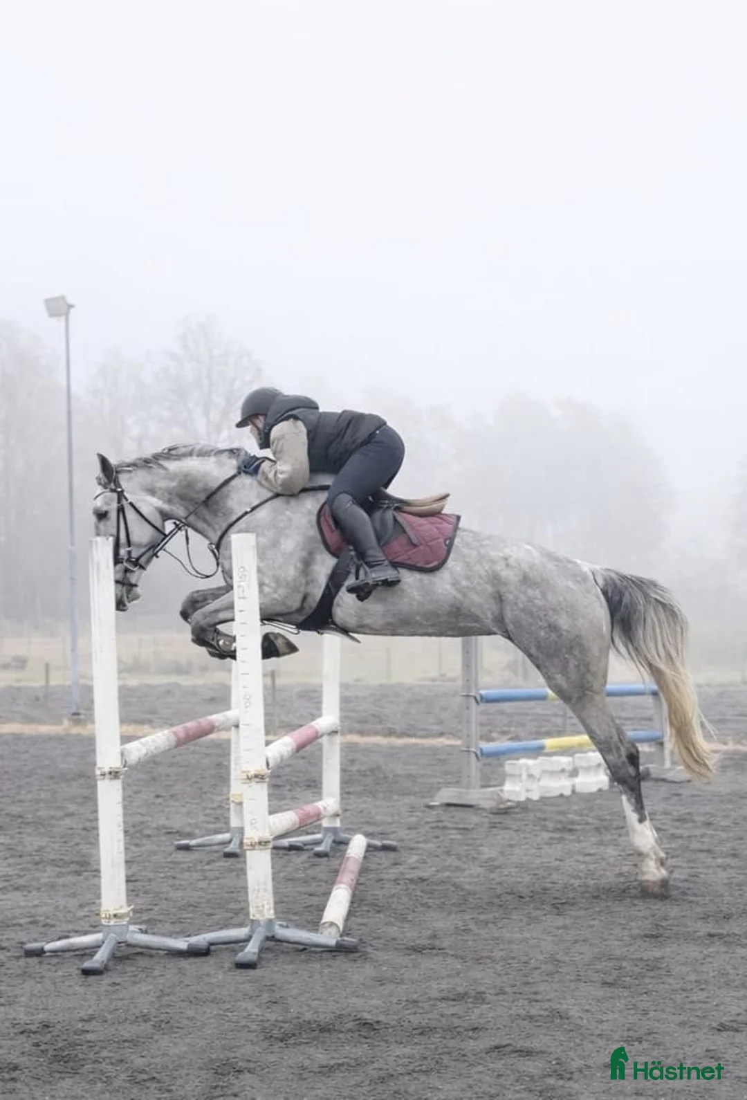 Allround hästar till salu: Trevligt sto, passar både allround/verksamhet - Annons 1