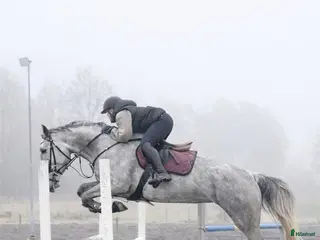 hästar Trevligt sto, passar både allround/verksamhet - Annons 7
